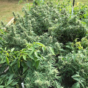 Meet your Posher, Braxton